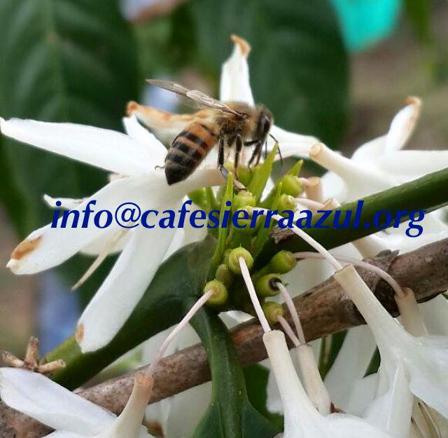 Cafe Gourmet Sierra Azul SC Café Tostado & Molido